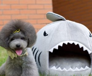 Dog Bed that looks like a shark