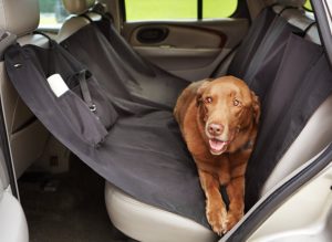 A seat cover for your car to make sure your dog is comfortable. Less hair gets on the seat. 