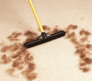 A broom to remove dog hair fur from carpets, hardwood floors, and clothes. Great for the car. 