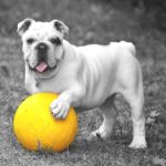 A bulldog with a yellow ball. Dogs can see some colors such as yellows, blues, and purples.