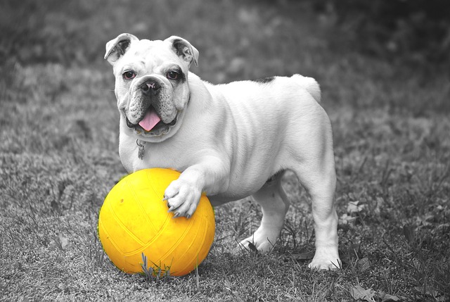 A bulldog with a yellow ball. Dogs can see some colors such as yellows, blues, and purples.