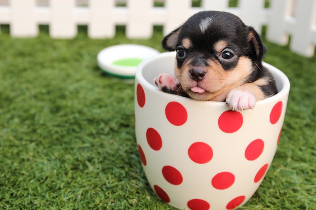 A puppy in a tea cup. 