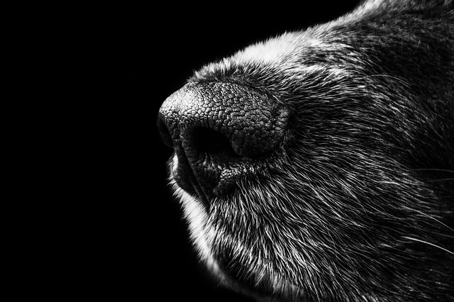 A dog nose that is smelling
