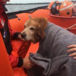 Dog Rescued by Canadian Coast Guard