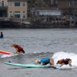 Three dogs each on a separate surf board. They are competing in the world dog surfing tournament