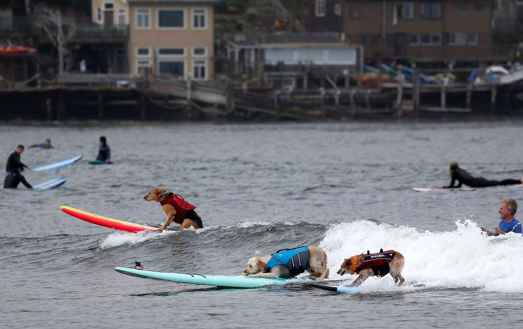 Three dogs each on a separate surf board. They are competing in the world dog surfing tournament