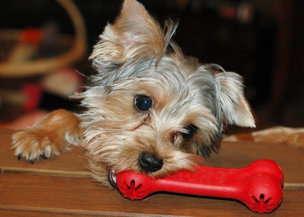 Classic Dog Toys by Kong