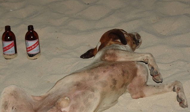 Dog on a beach with two beers