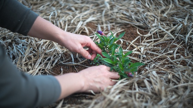 Growing a garden in a yard or lawn