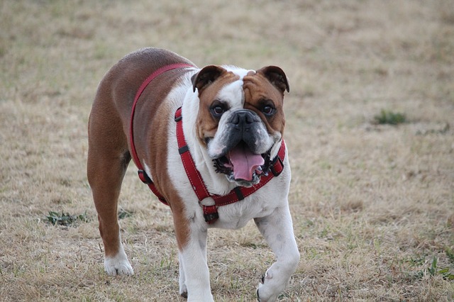 A happy dog with a harness and collar