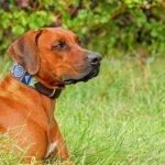 Dog with a fancy collar laying on grass