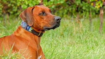 Dog with a fancy collar laying on grass