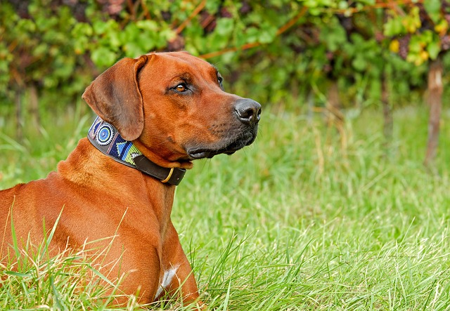 Dog with a fancy collar laying on grass