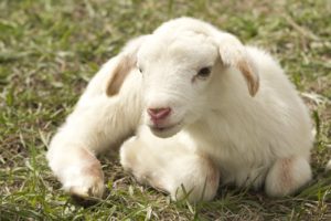wool lamb sheep