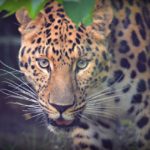 Javan Leopard in Indonesia