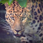 Javan Leopard in Indonesia