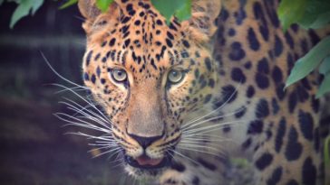 Javan Leopard in Indonesia