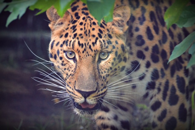 Javan Leopard in Indonesia 